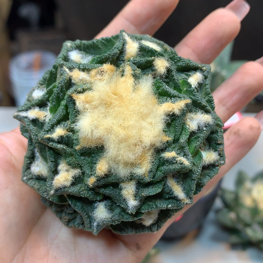 22号  自根 新顿岩牡丹 7.2公分