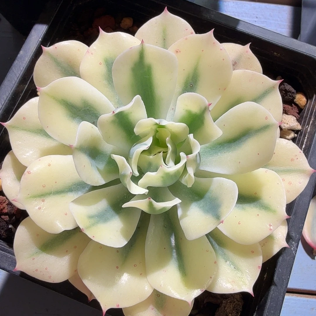 海啸锦，多肉植物。