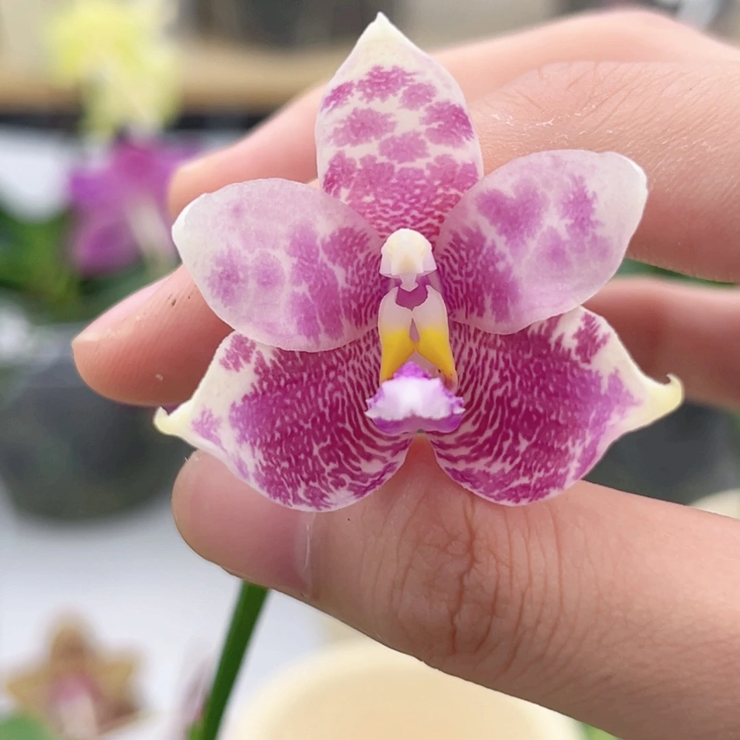 完全开放2.5寸弥陀蓝熊交蓝孔雀开花株