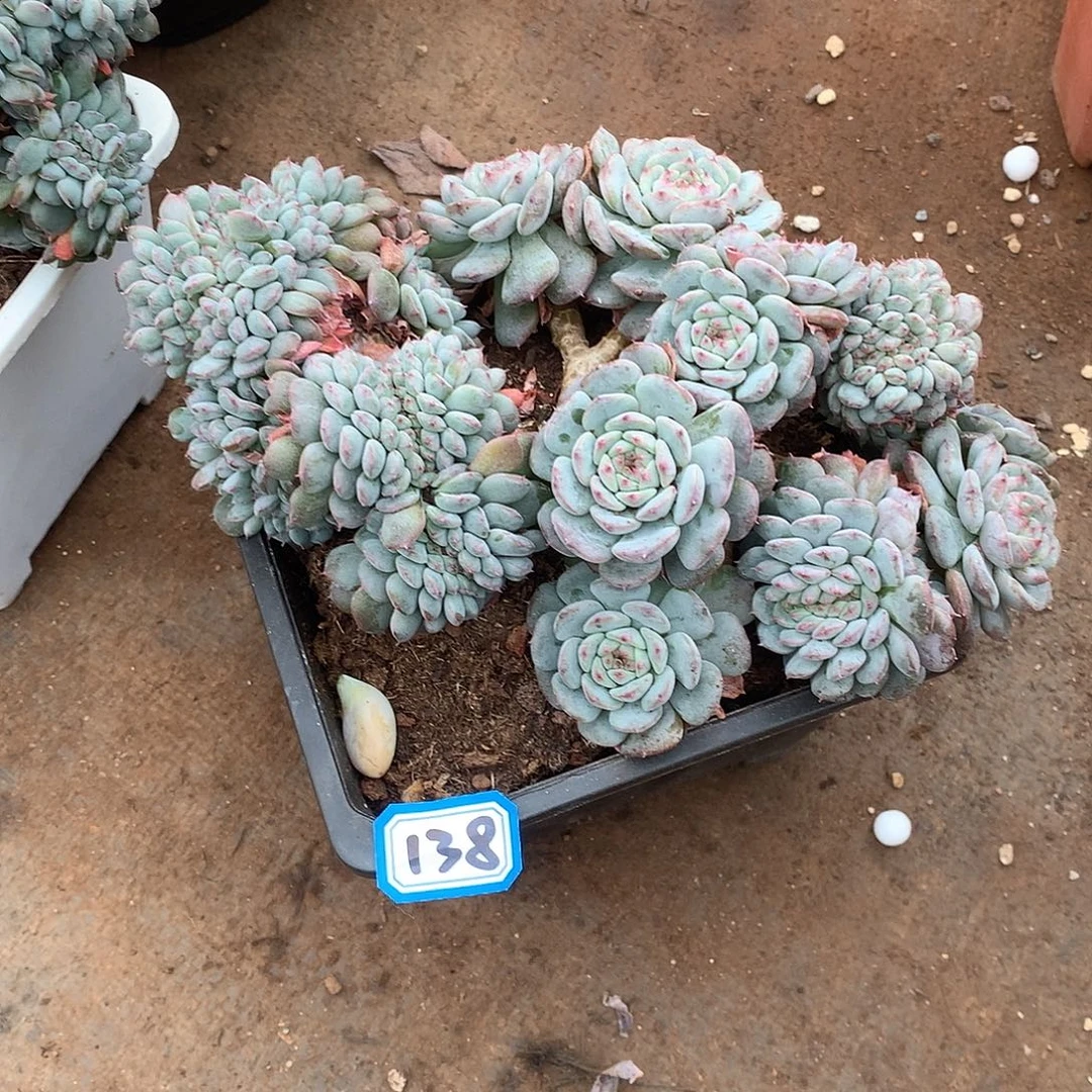 138白胖子 一物一拍多肉