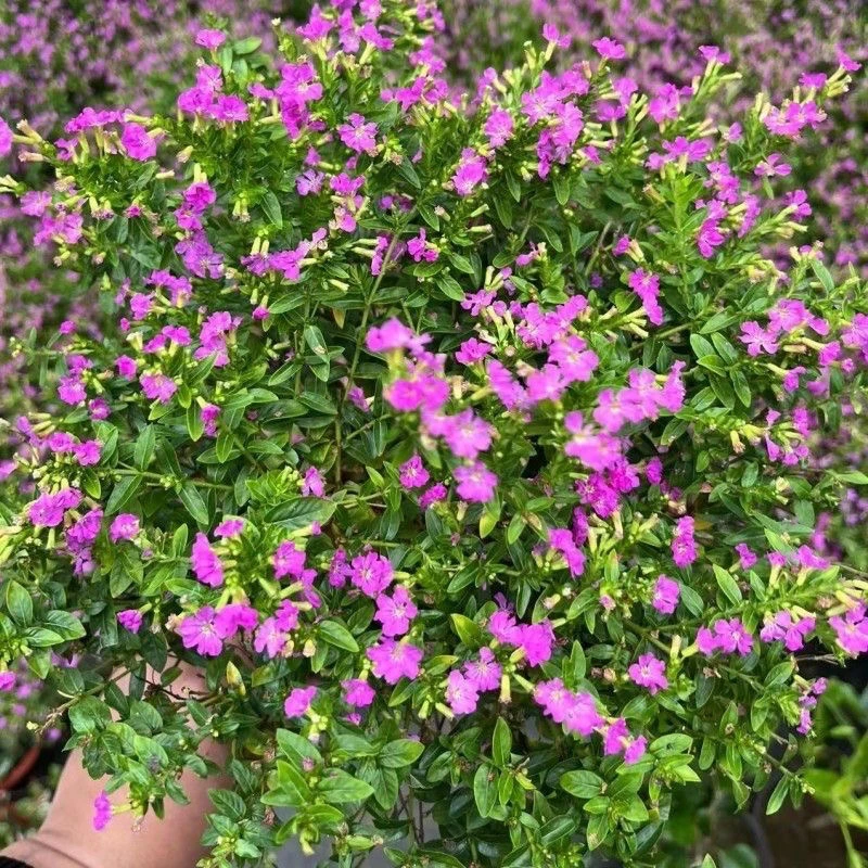 精品带花满天星盆栽带花苞花卉好养四季开花阳台客厅庭院田园绿植