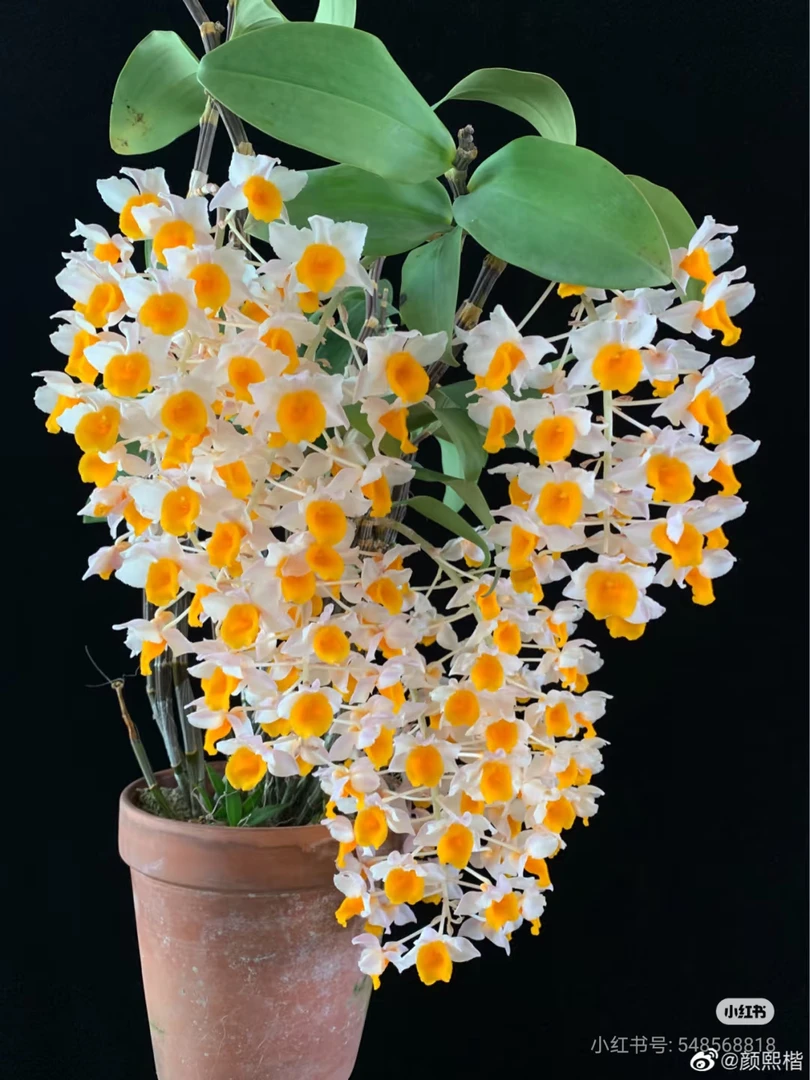 一物一拍不同种类石斛兰