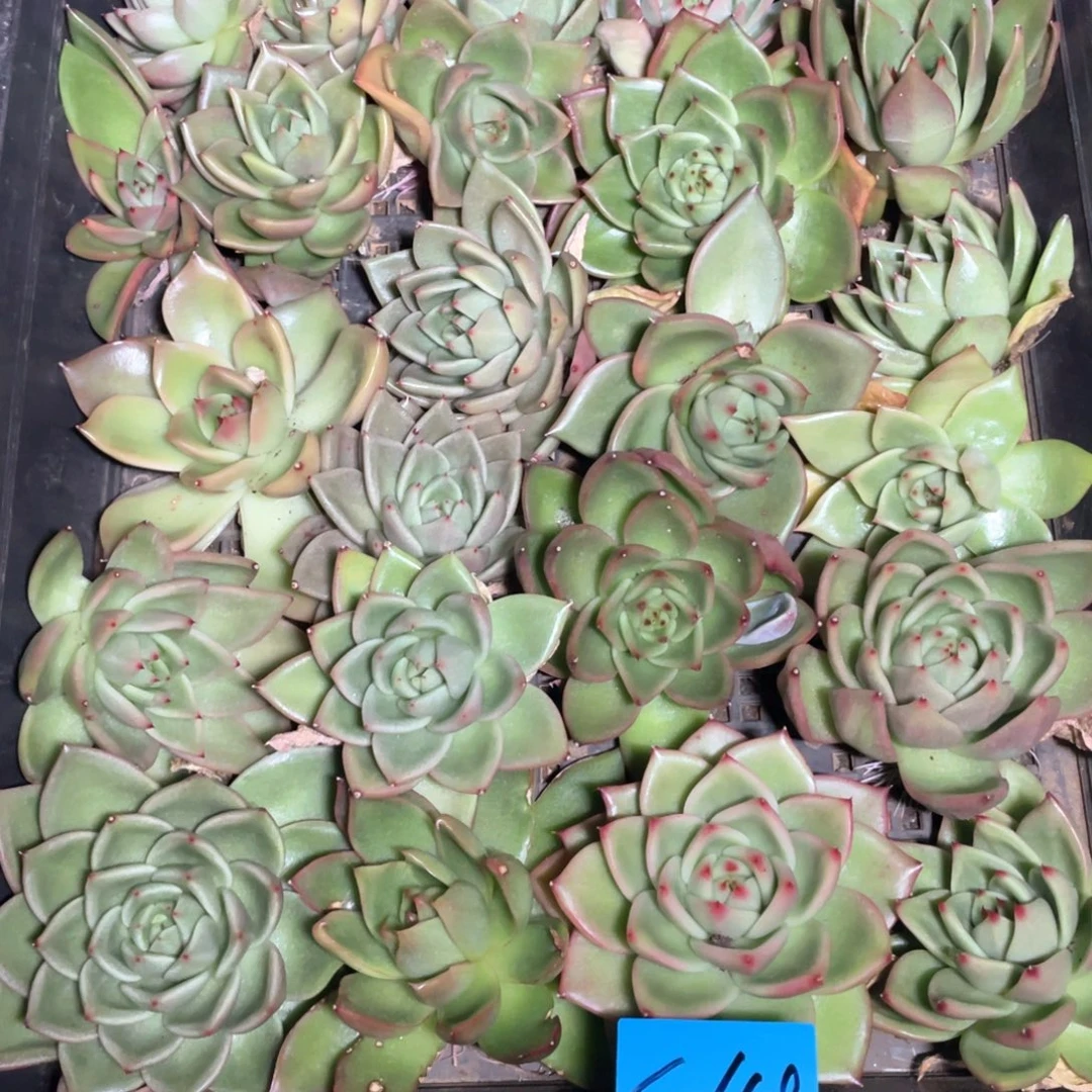 一筐特价福利不售后26109