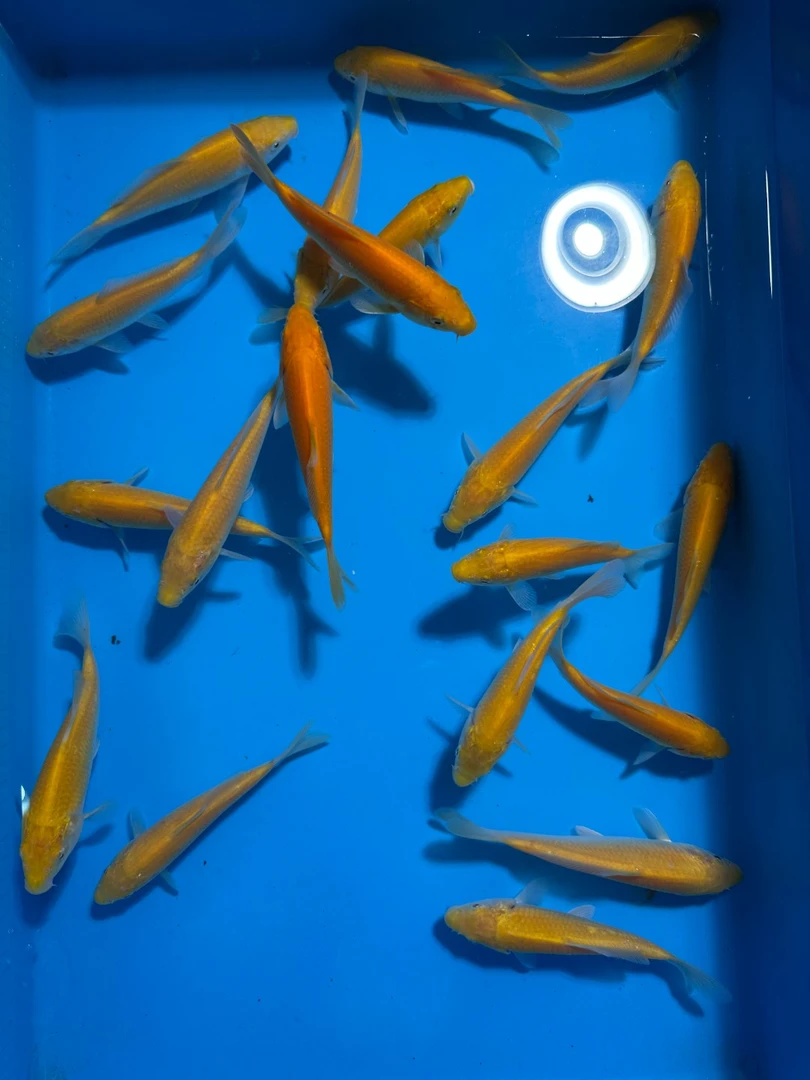 尾行赤目芥子小当岁纯进口锦鲤