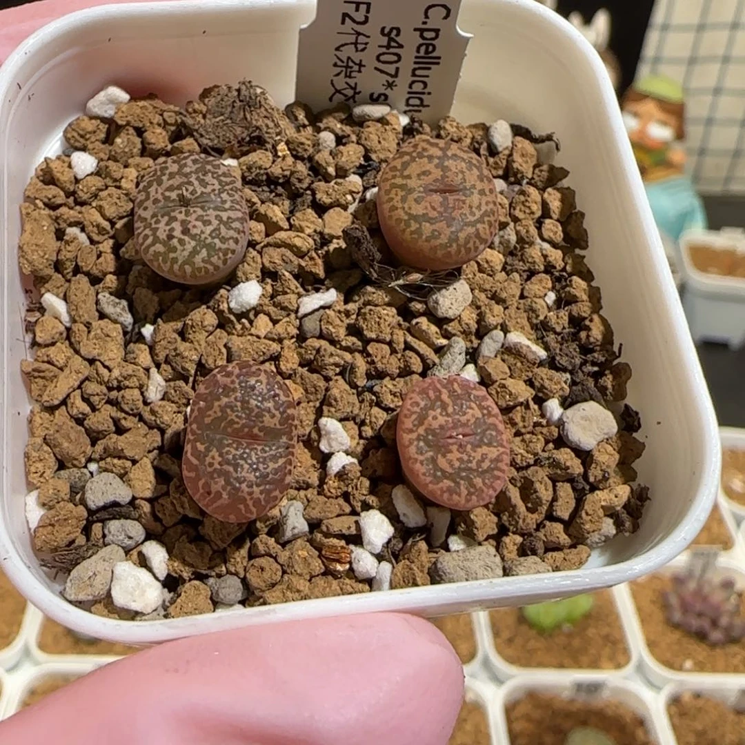 肉锥多肉植物组合-勋章一盆1758