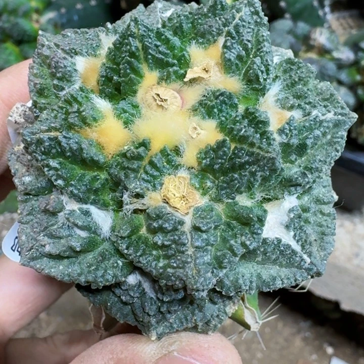 福利苗接龟甲024