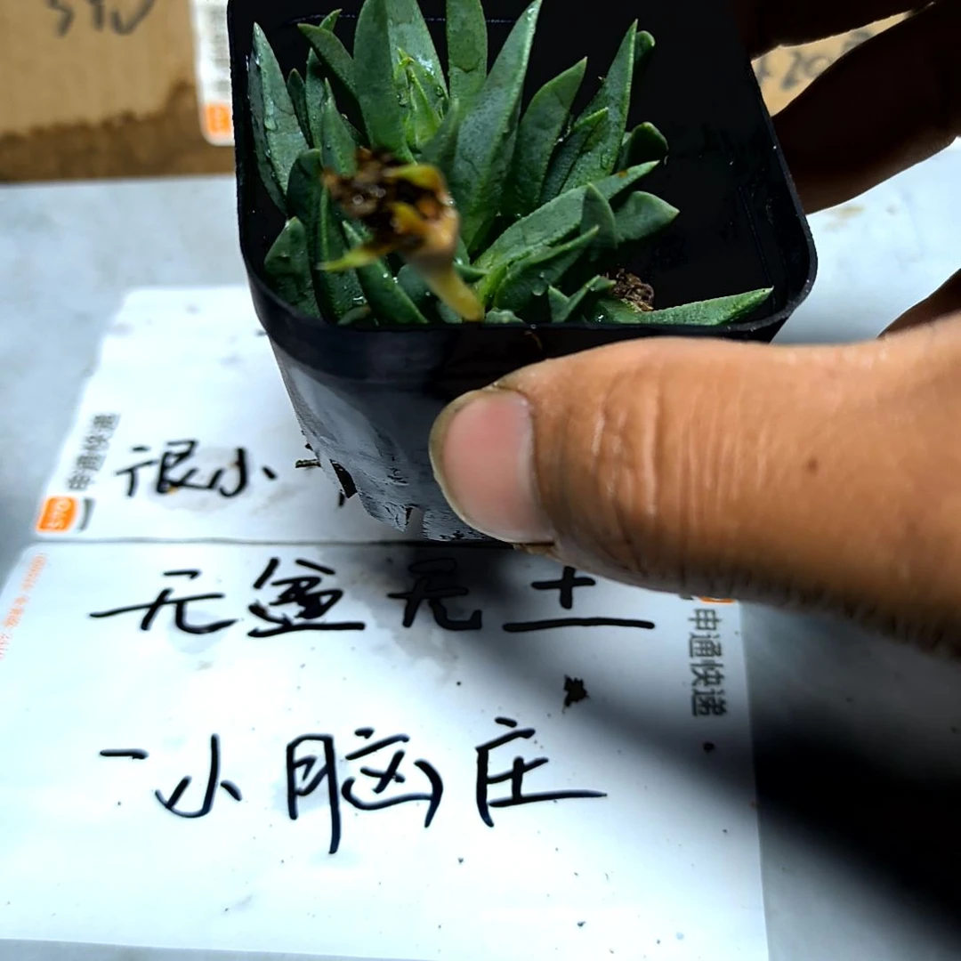 满6元包邮，黄花照波方盆