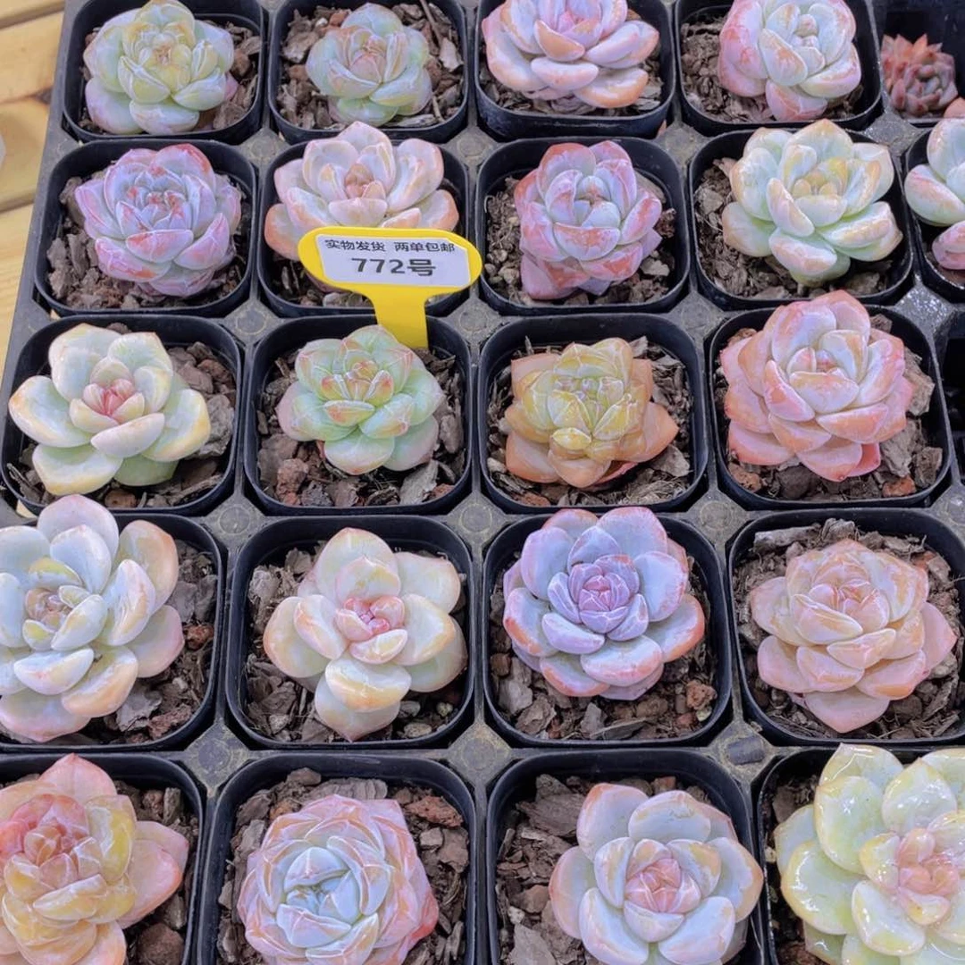 772号 天花板糖心大白兔单头两个