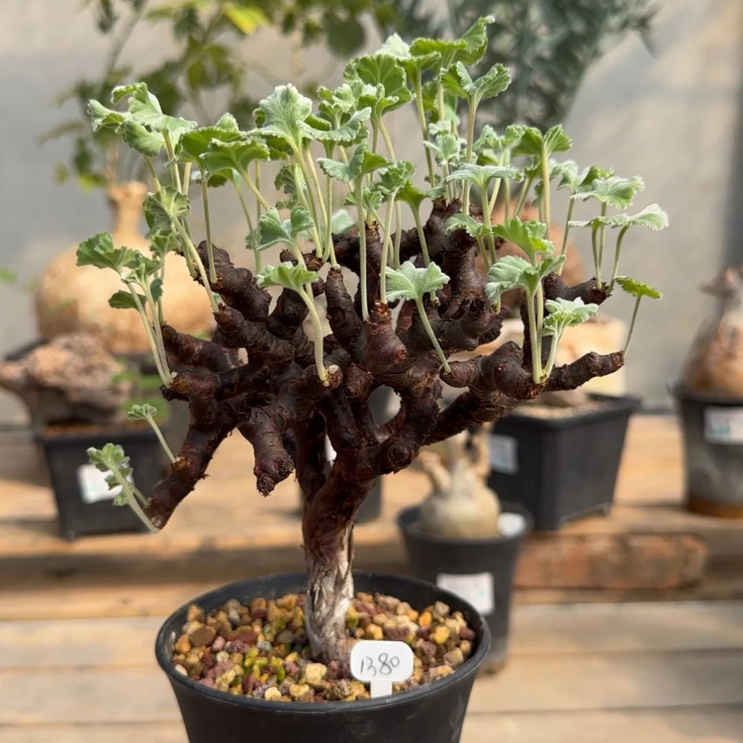 321枝干洋葵块根植物