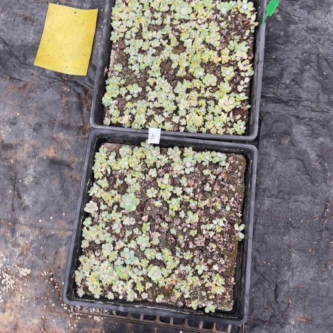 1498 号2半框满20包邮