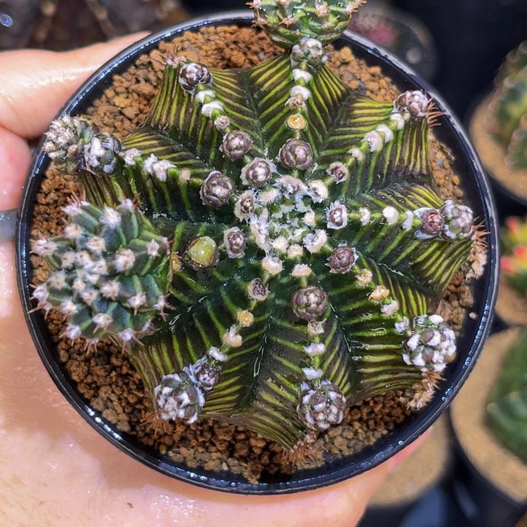 斑马母本 侧芽88一个 米哈仙人球