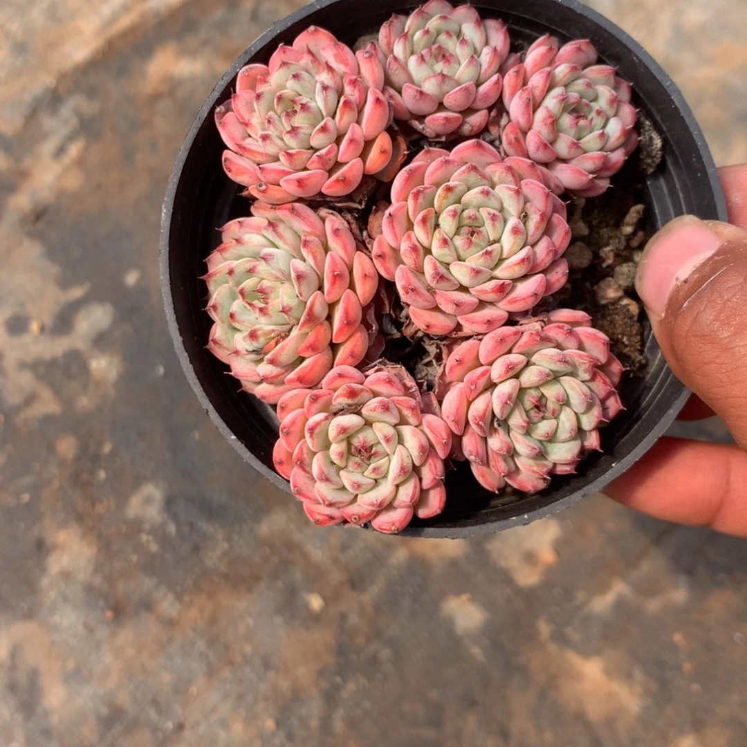 你不去上班呀吗还没有