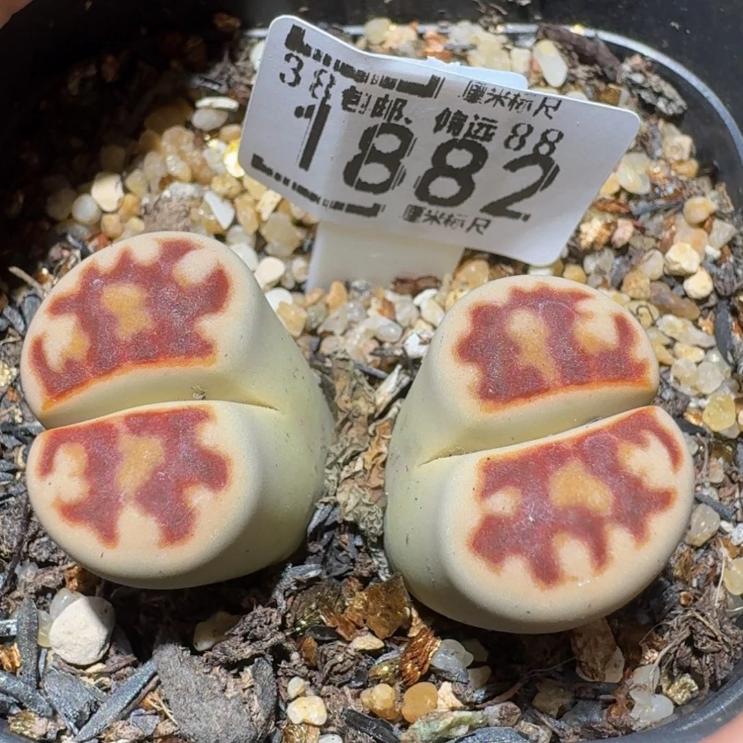 Ssss精品生石花1882