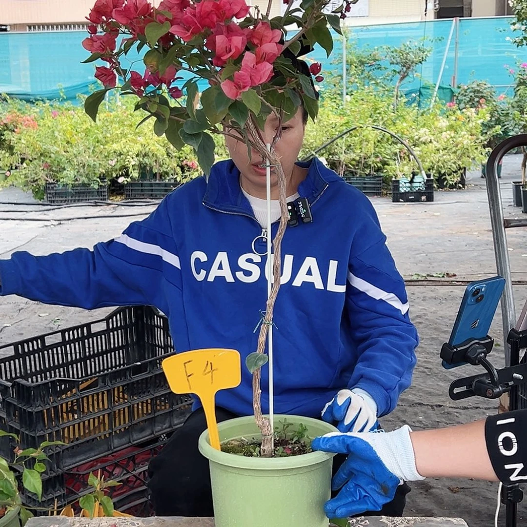 H***～大部分花苞少量开放F4不甜西瓜