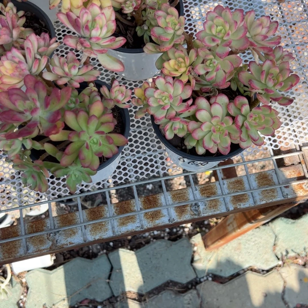 小叮当锦多肉植物精品