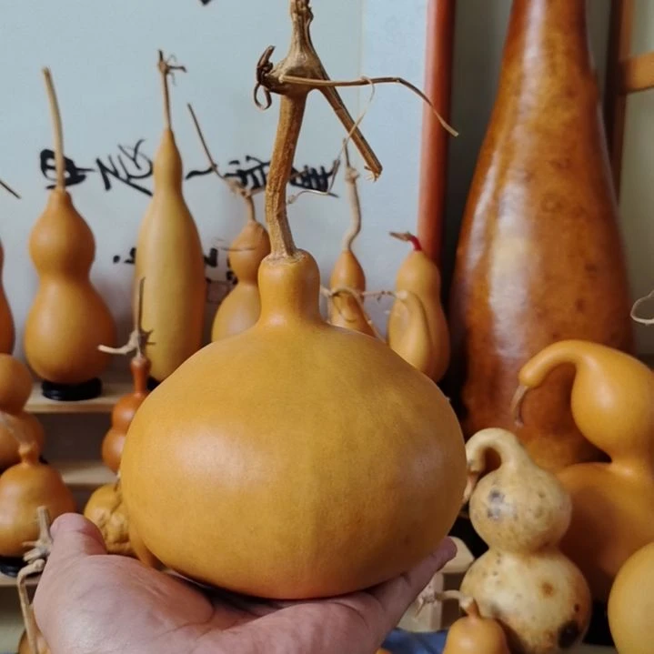 ****虹文玩葫芦天坛。。。。。