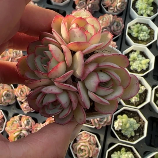 53牡丹亭一物一拍多肉