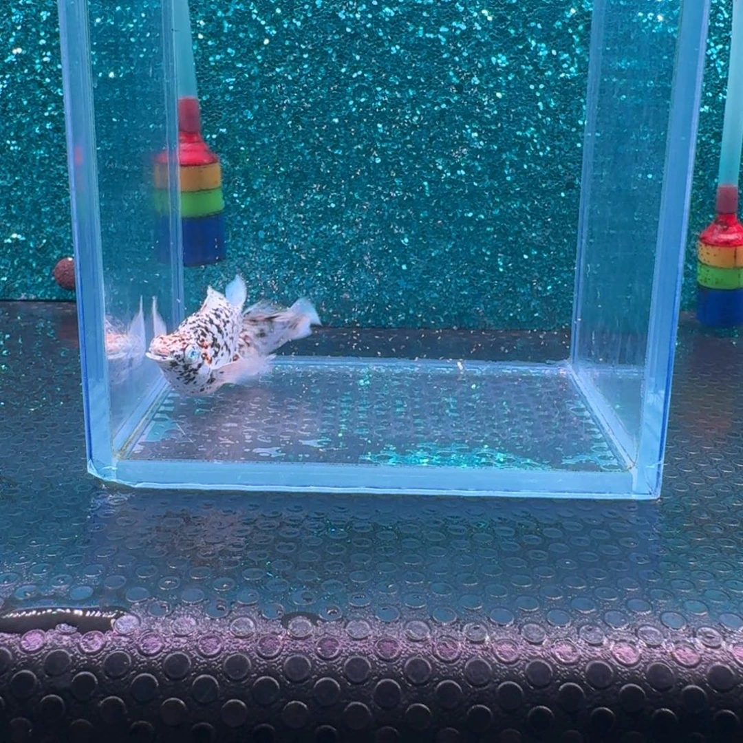黑玛丽鱼585号玛丽2条