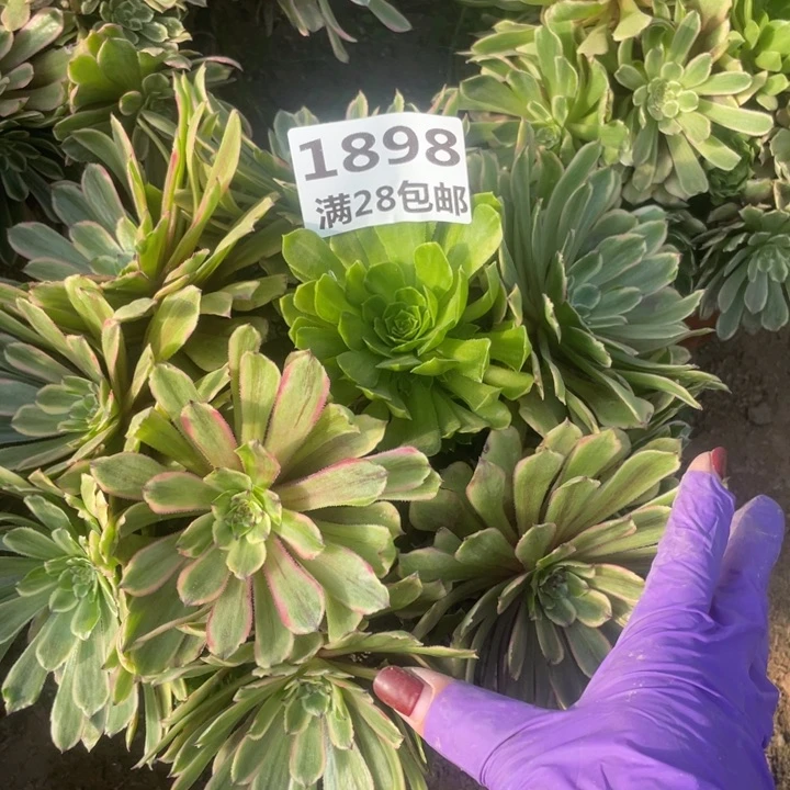 1898二号棚粉黛多肉b