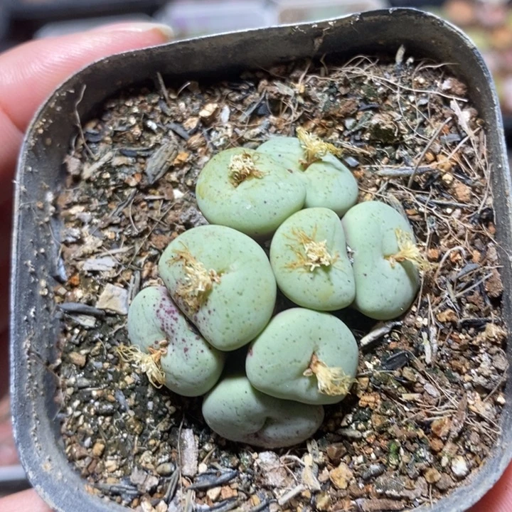 优选吕氏大饼8头特价