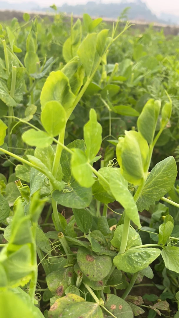 豌豆尖乡村赶集 农户自家种植 豌豆尖