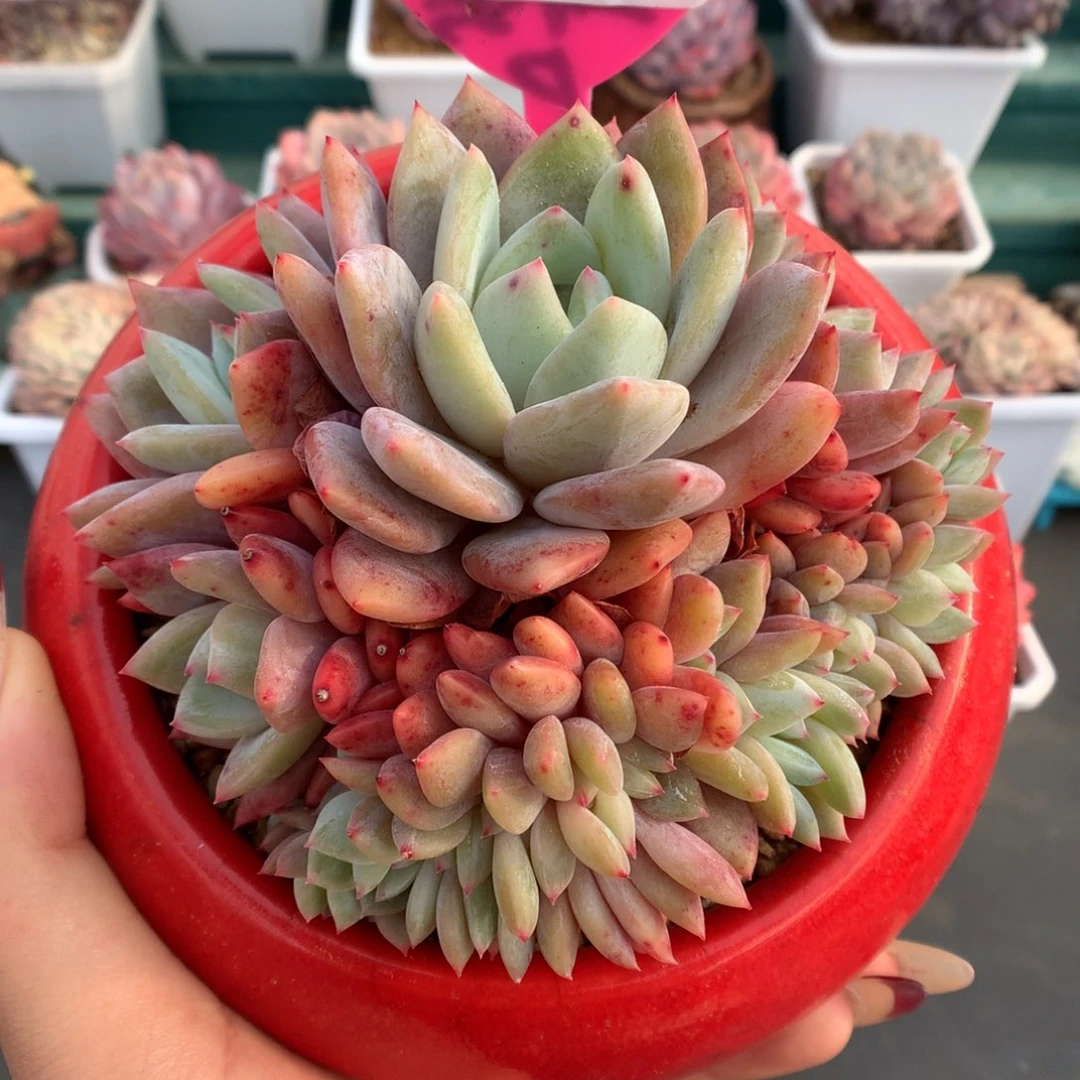 42梦露缀化多肉至少18头