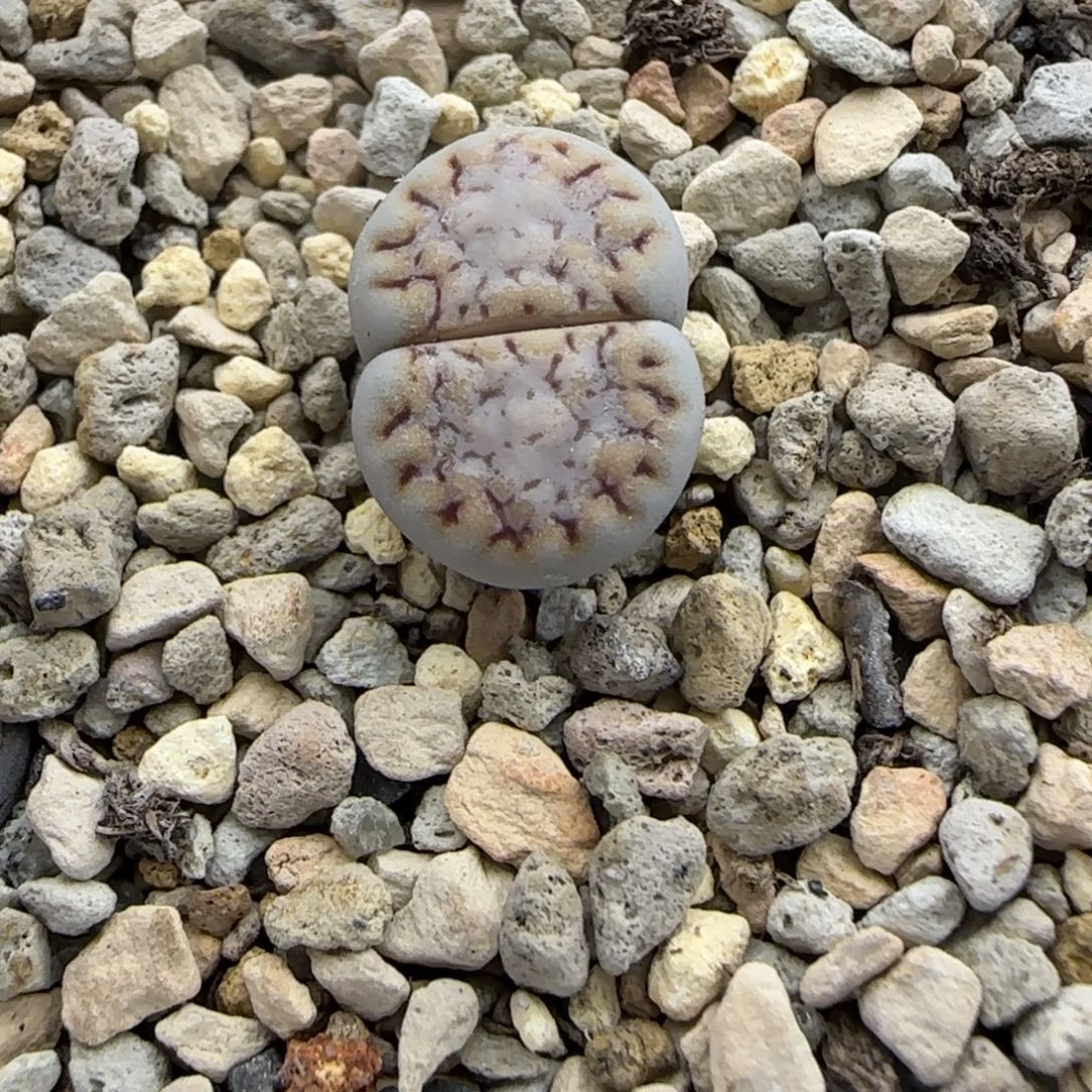 282 生石花大棚直播