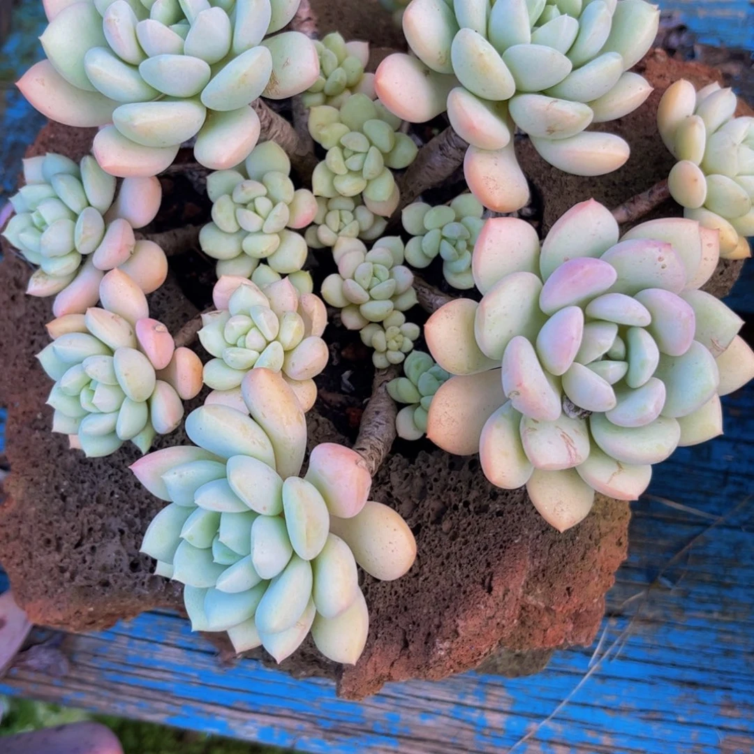 新疆西藏内蒙不发货，木糖醇