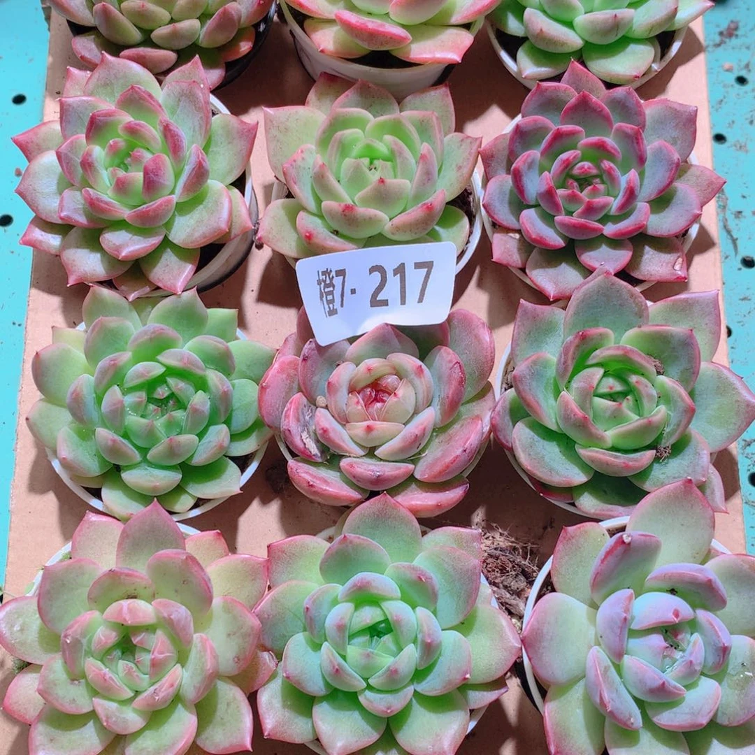 7-217一物一拍多肉带盆18颗