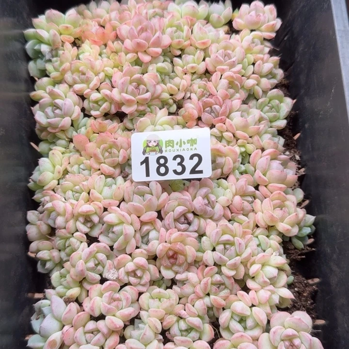 粒***粒无花朵多肉植物多肉植物