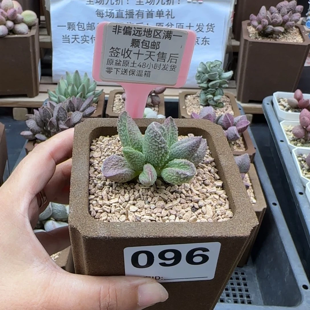 T**G096卡塔多肉植物