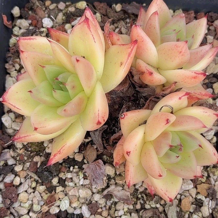 东云杂28205多肉植物