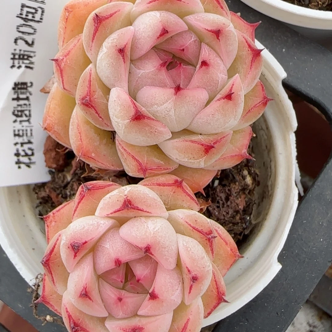 花语逸境0210-292