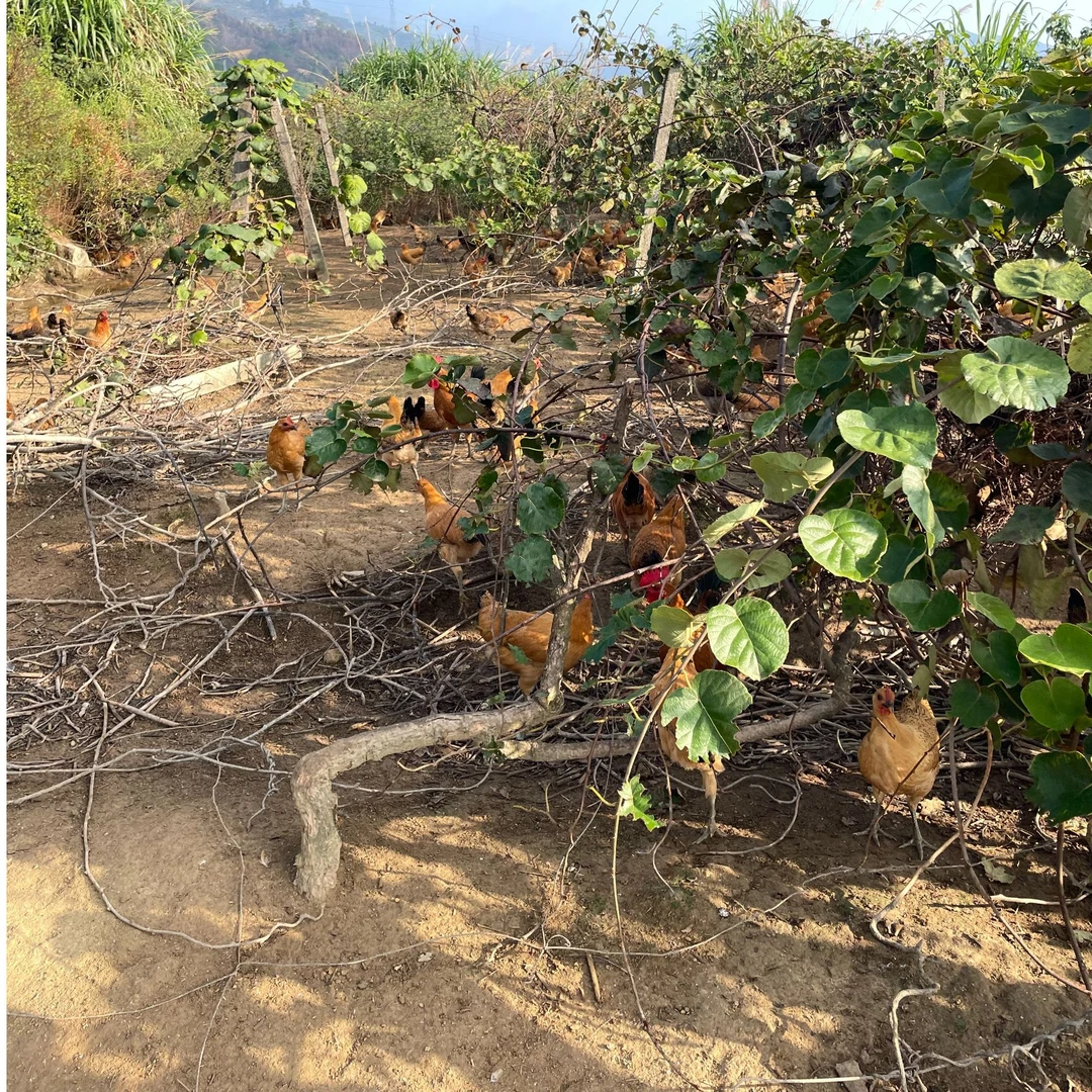 温州泽雅高山散养童子鸡