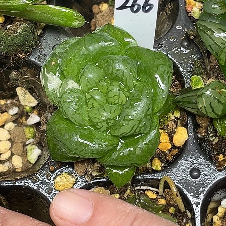 263巨大化马琳玉露锦脱土发货