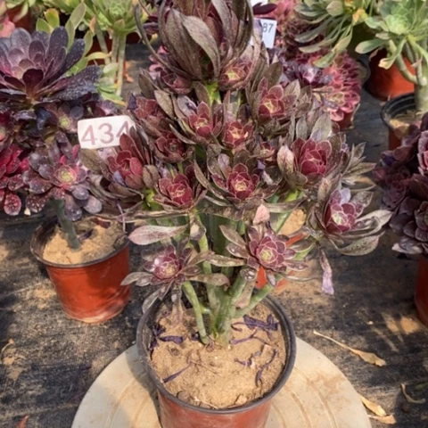 灰法师捧花一物一拍