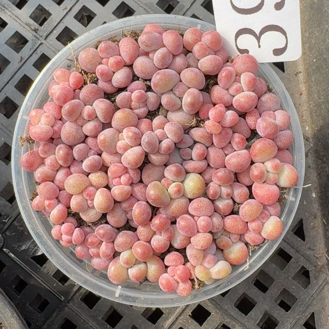 多肉植物多肉植物395