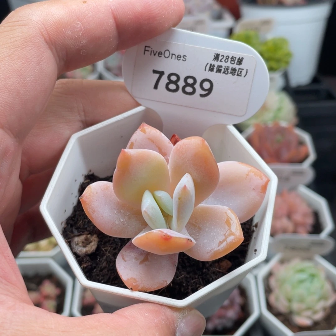 奶茶7889-5.0厘米