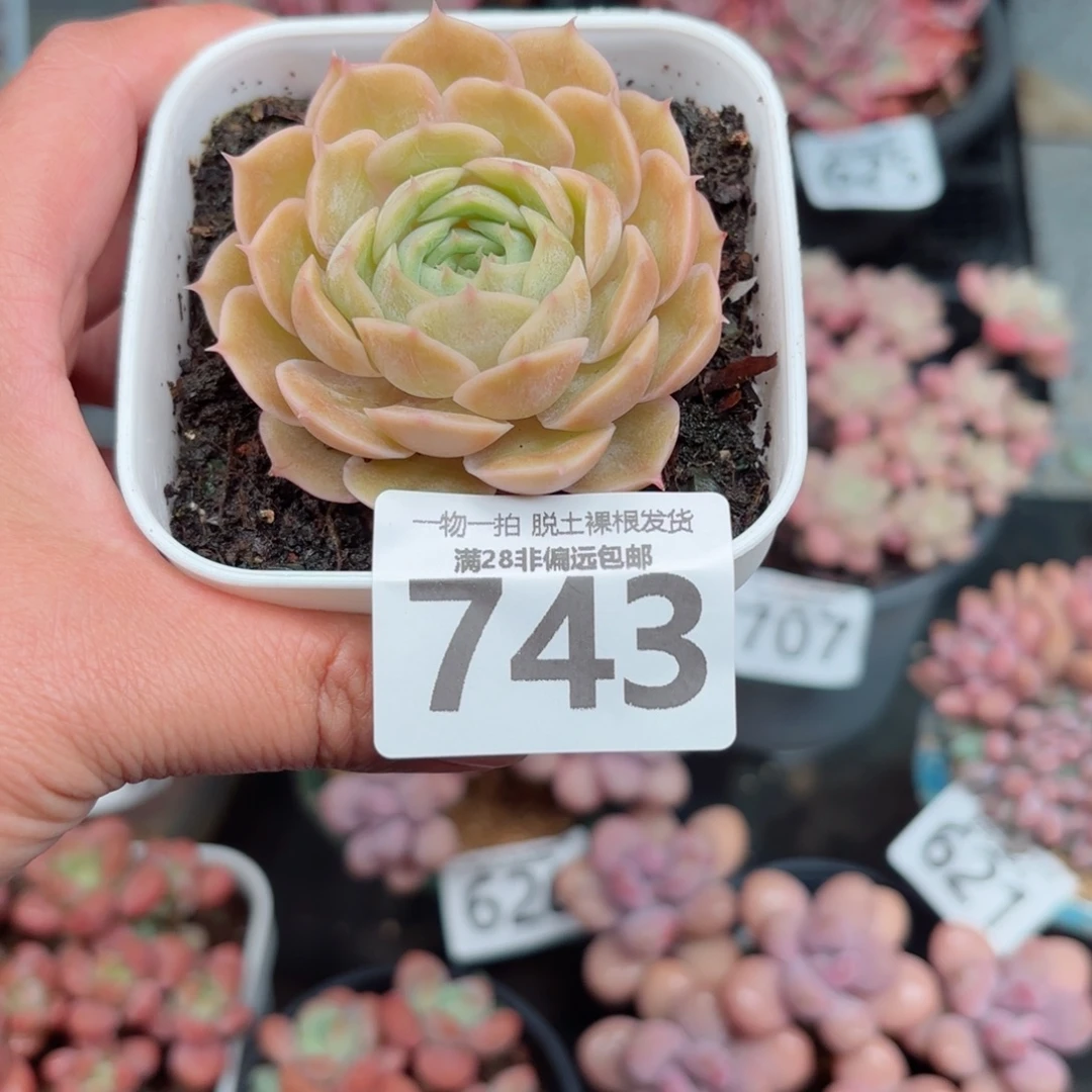 昂斯诺单头无盆土发货