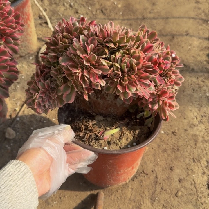 粉女缀法师多肉不包损量拍不挑