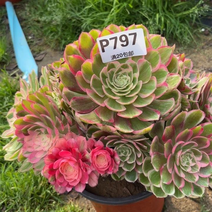 瑞妈多肉植物，797孔雀翎