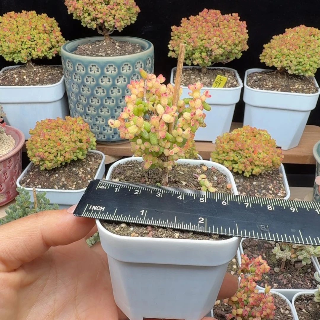 射*座a81号假飞机猪