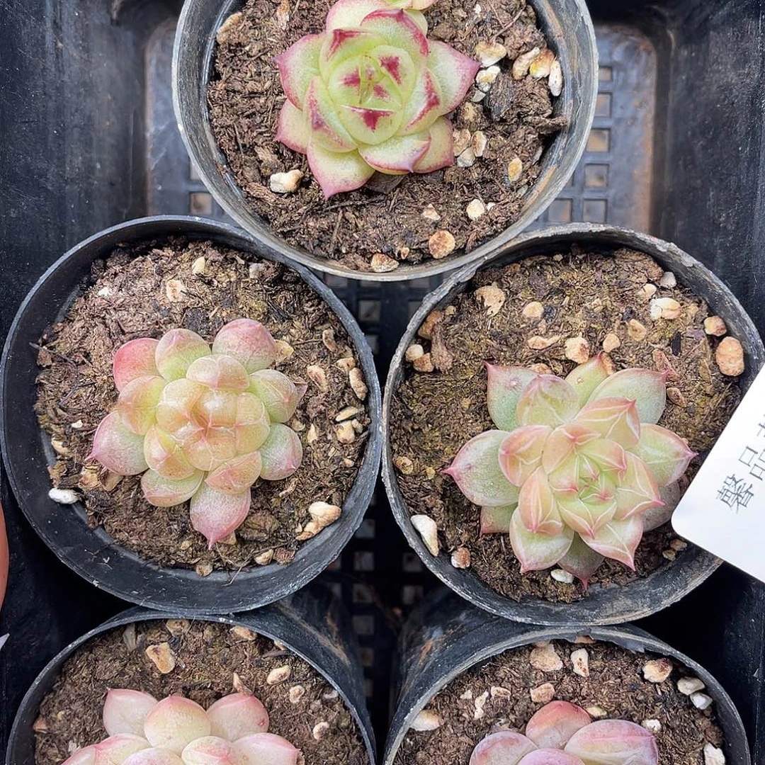 ᵧ***ᐝ多肉一物一拍2-103