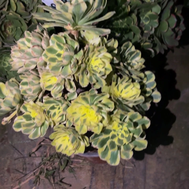 218白兰地多肉植物