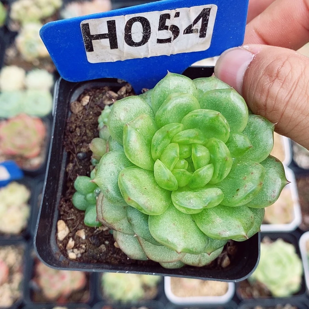 秋冰珍妮福利6cm多肉植物