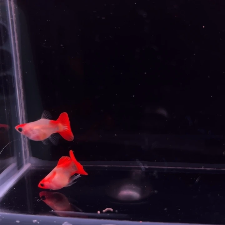 孔雀鱼深海蓝玻璃猫球1对
