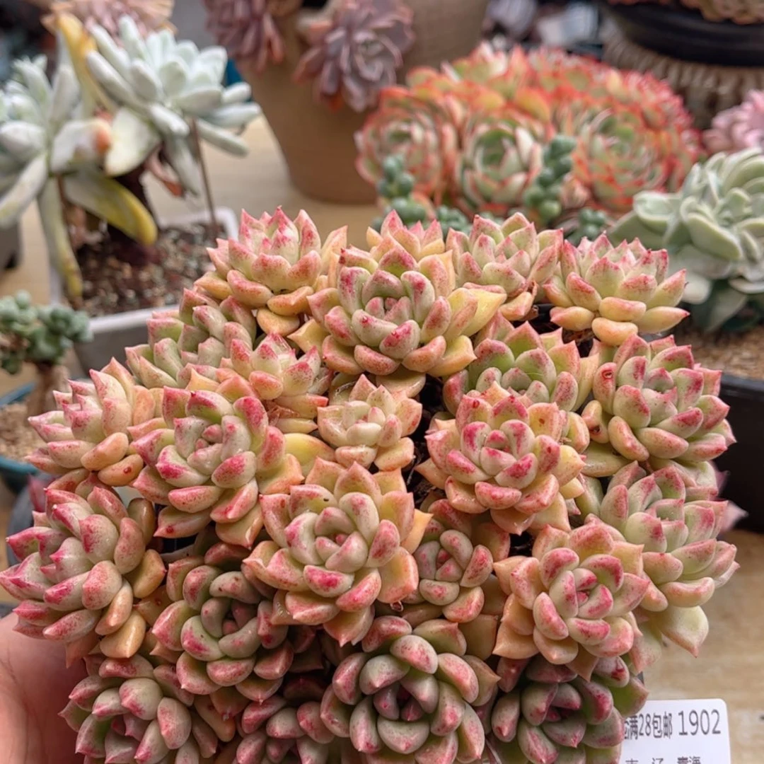 【闪购商品】1902璀璨