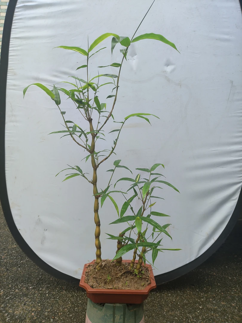 金丝竹，小佛肚竹，室内盆栽茶桌书房绿植盆栽庭院佛肚竹批发正宗