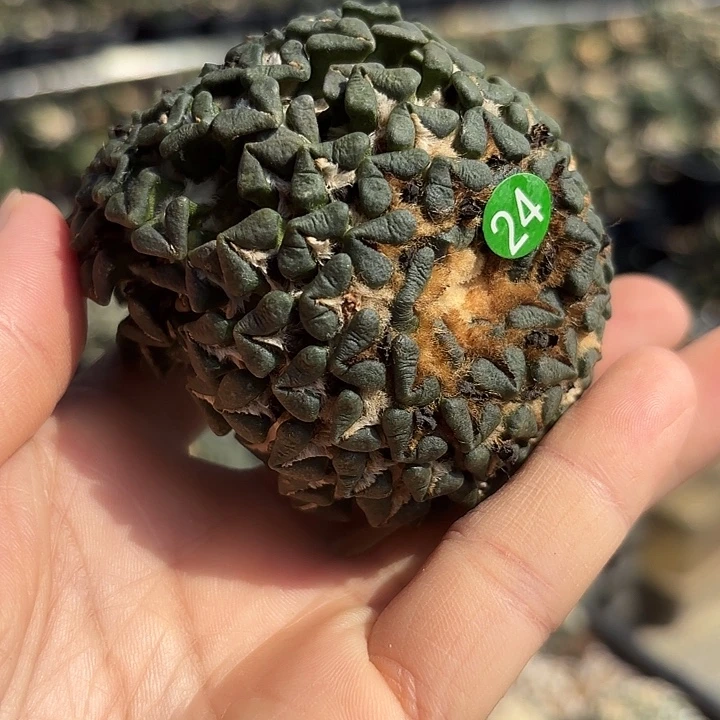 袖蒲苗接落地仙人球24