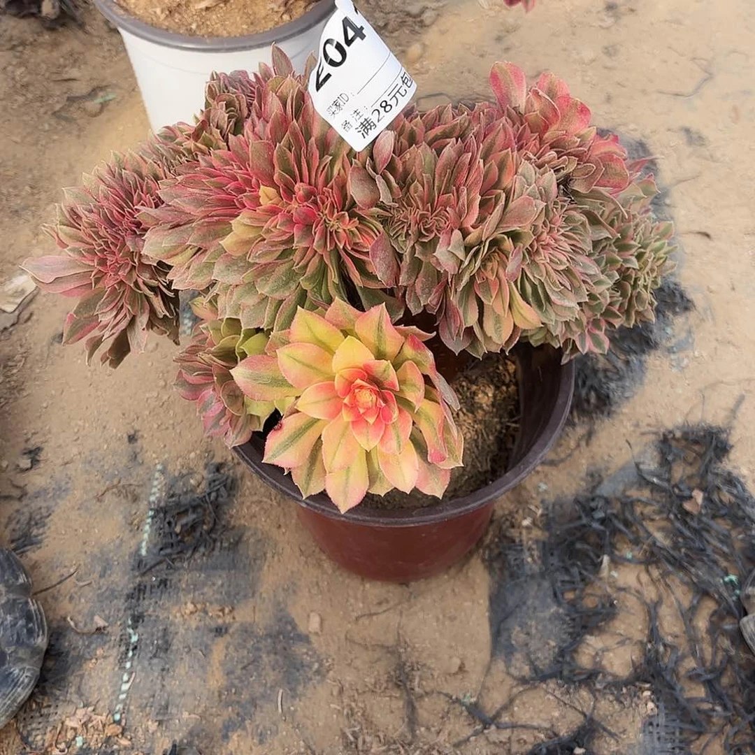 041粉女巫缀多肉植物